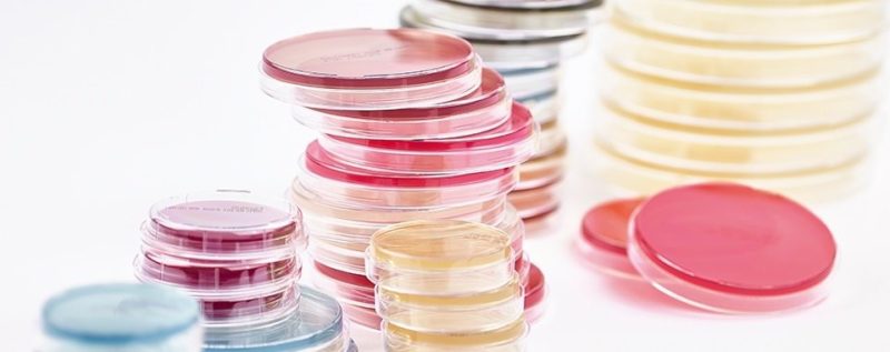 Agar Plates Archives - Advancells Group